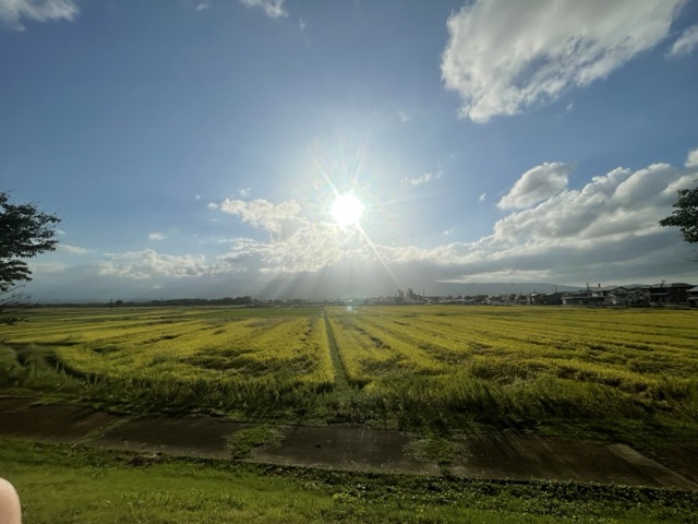 夕日が差し込む田んぼの風景